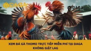 Đá Gà Thomo tại nhà cái Daga – Trải nghiệm cá cược thú vị cho anh em