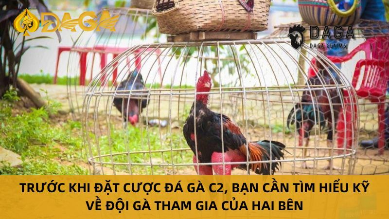 Những điểm anh em cần chú ý khi theo dõi Đá Gà C2 Trực Tiếp