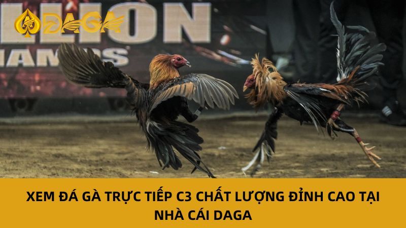 Thưởng thức Đá Gà Trực Tiếp C3 kịch tính tại nhà cái Daga