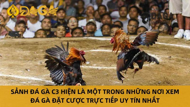Tìm hiểu về Đá Gà Trực Tiếp C3 là gì?